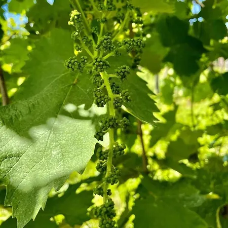 Διαμέρισμα Antica Rinaldo