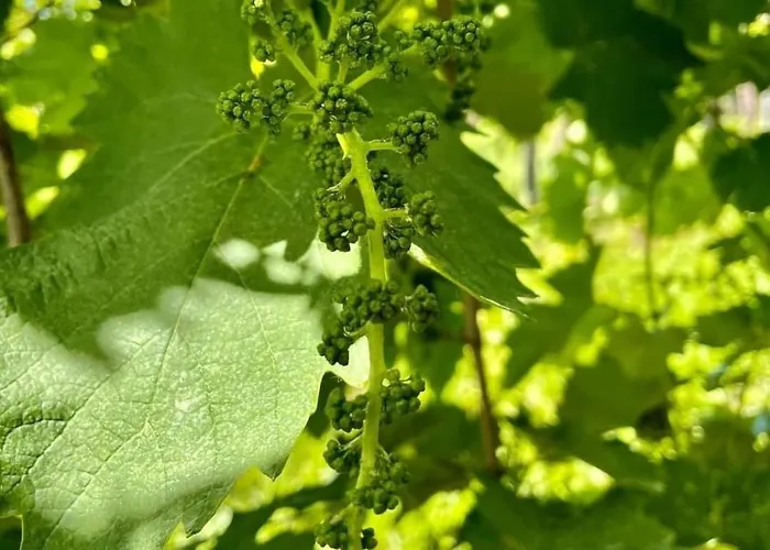 Apartman Antica Rinaldo